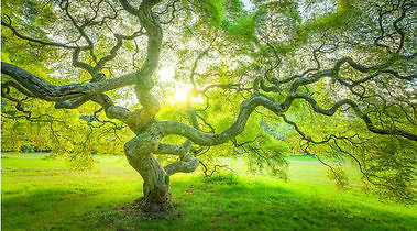 One-to-one. Tree in the sun